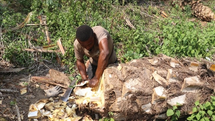 Kamerun mutfağının en çok tüketilen besinleri arasında, palmiye solucanı geliyor