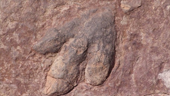 Kanada’da 11 milyon yıllık ‘ölüm meleği’ fosili bulundu