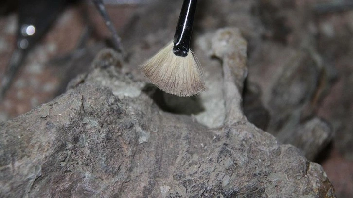 Kanada’da bir altın madeninde 30 bin yıllık bozulmamış yavru mamut bulundu