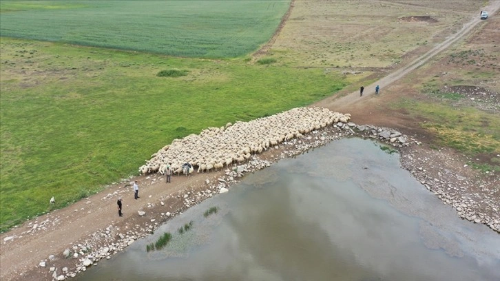 Kangal Akkaraman ırkı koyunların yetiştirildiği TİGEM'in arazisine 8 gölet yapıldı