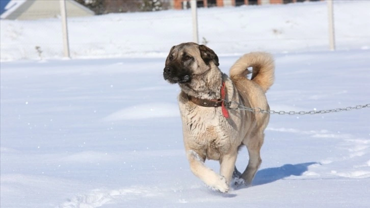 Kangal köpeği kış aylarını daha çok seviyor