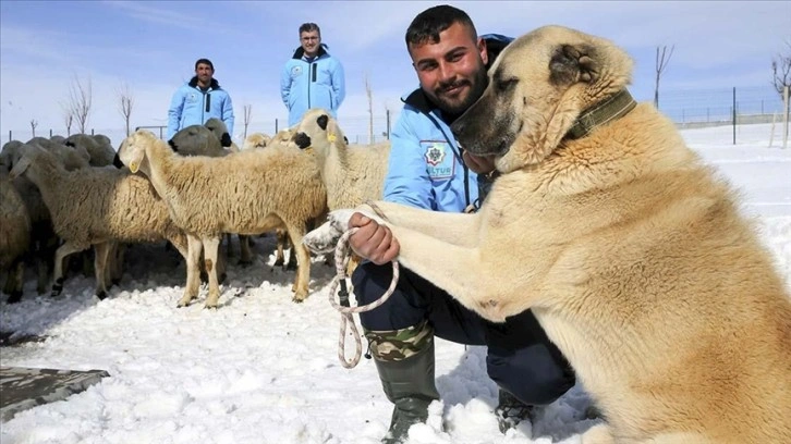 Kangal köpeği ve koyunu aynı merkezde yetiştiriliyor