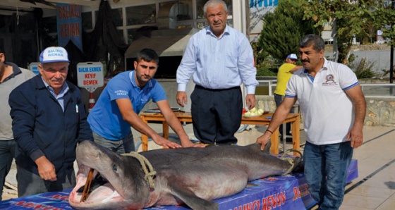 Kanser hastaları köpek balığı ile şifa bulacak