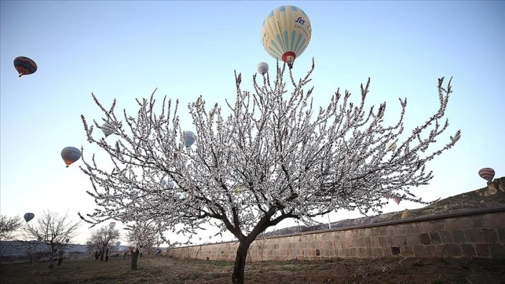 Kapadokya'da balonlar çiçek açan ağaçlarla kaplı vadilerde uçtu