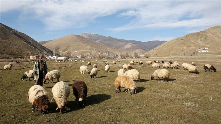 Kar kalınlığının geçen ocakta 2 metreyi aştığı Bitlis'te bu yıl hayvanlar hala merada