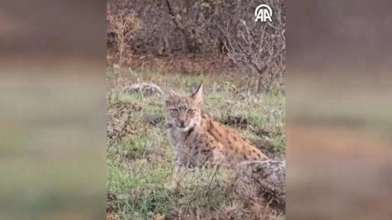 Karabük'te nesli tehlike altındaki vaşak görüntülendi