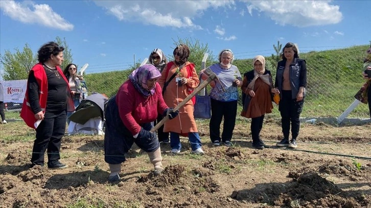 Karabük'te aronya ve limon otu fideleri toprakla buluştu