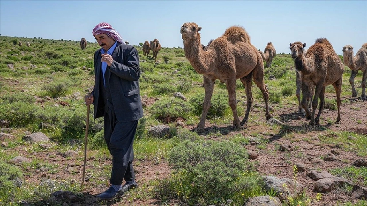 Karacadağlı besici, kara yoluna "dikkat deve çıkabilir" tabelası istiyor