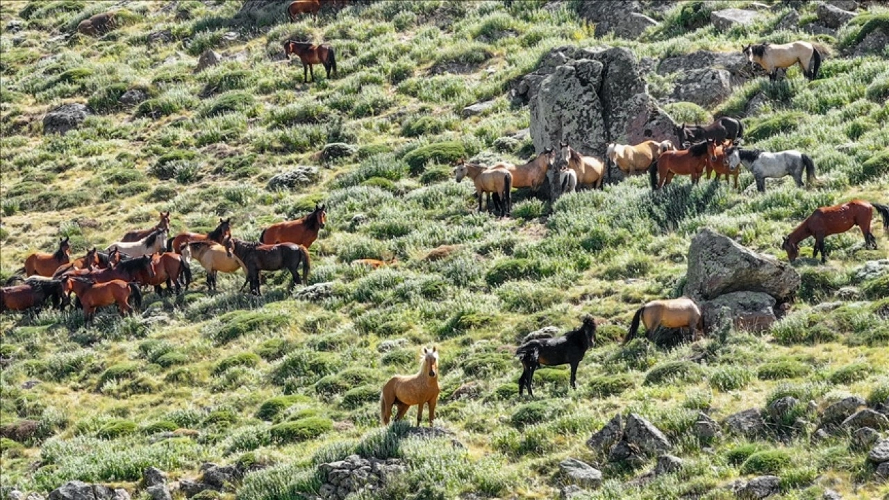Karadağ'ın yılkı atları krater çevresinde dolaşıyor