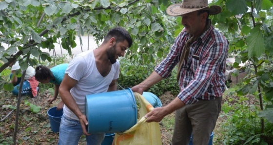 Karadeniz’de fındık hasadı