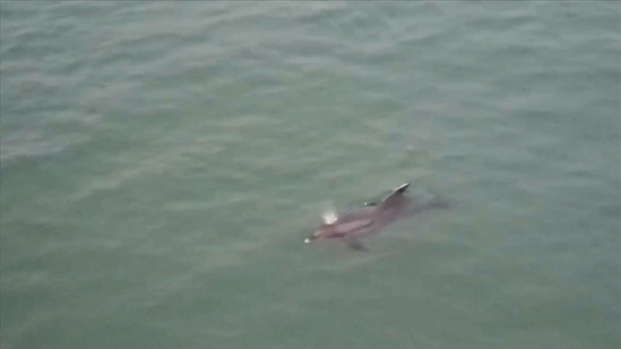 Karadeniz'de yunus dronla görüntülendi