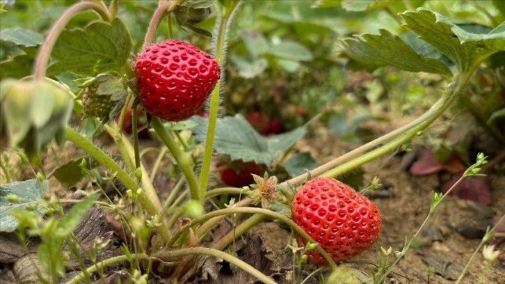 Karadeniz Ereğli'de Osmanlı çileğinin hasadı başladı