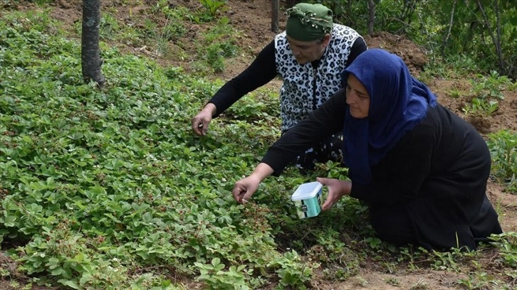 Karadenizli kadınlar topladıkları dağ çileğinden para kazanıyor