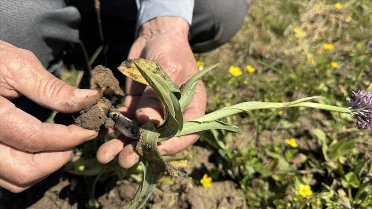 Karasal orkidenin endemik türleri ile çoğaltılabilen türleri belirleniyor