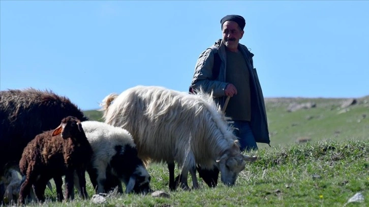 Karın erdiği Kars'ta besiciler hayvanlarını meralarla buluşturdu