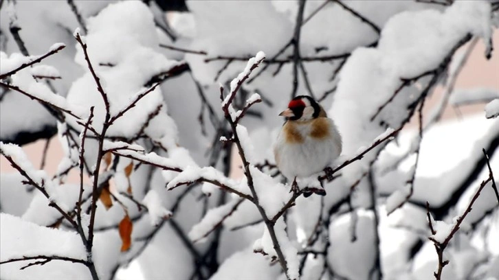 Karla kaplanan Ardahan, Erzurum ve Kars'ta soğuk hava hakim