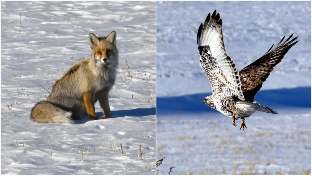Karlı doğada kızıl tilki ile nadir g&ouml;r&uuml;len pa&ccedil;alı şahin g&ouml;r&uuml;nt&uuml;lendi