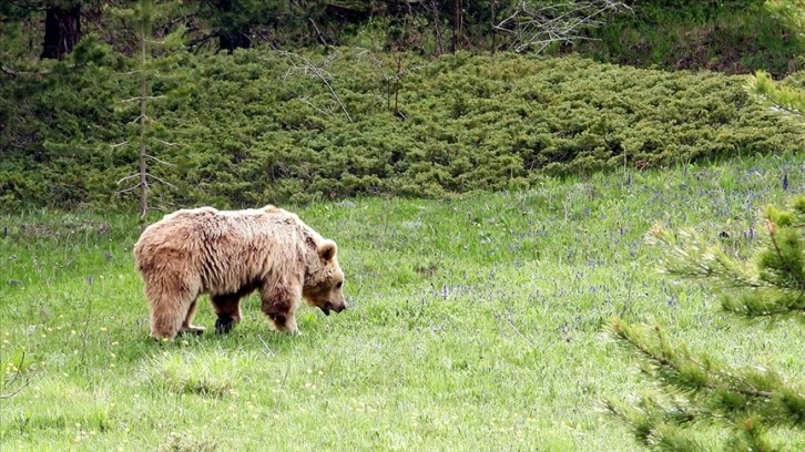 Kars ormanlarındaki fotokapanlar bilimsel çalışmalara ışık tutuyor