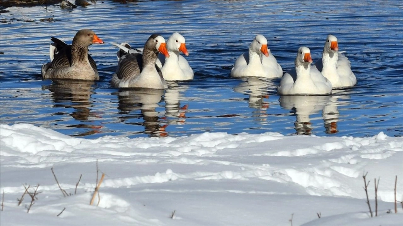 Kars'ta kazlar buz tutmayan derelerde y&uuml;zd&uuml;