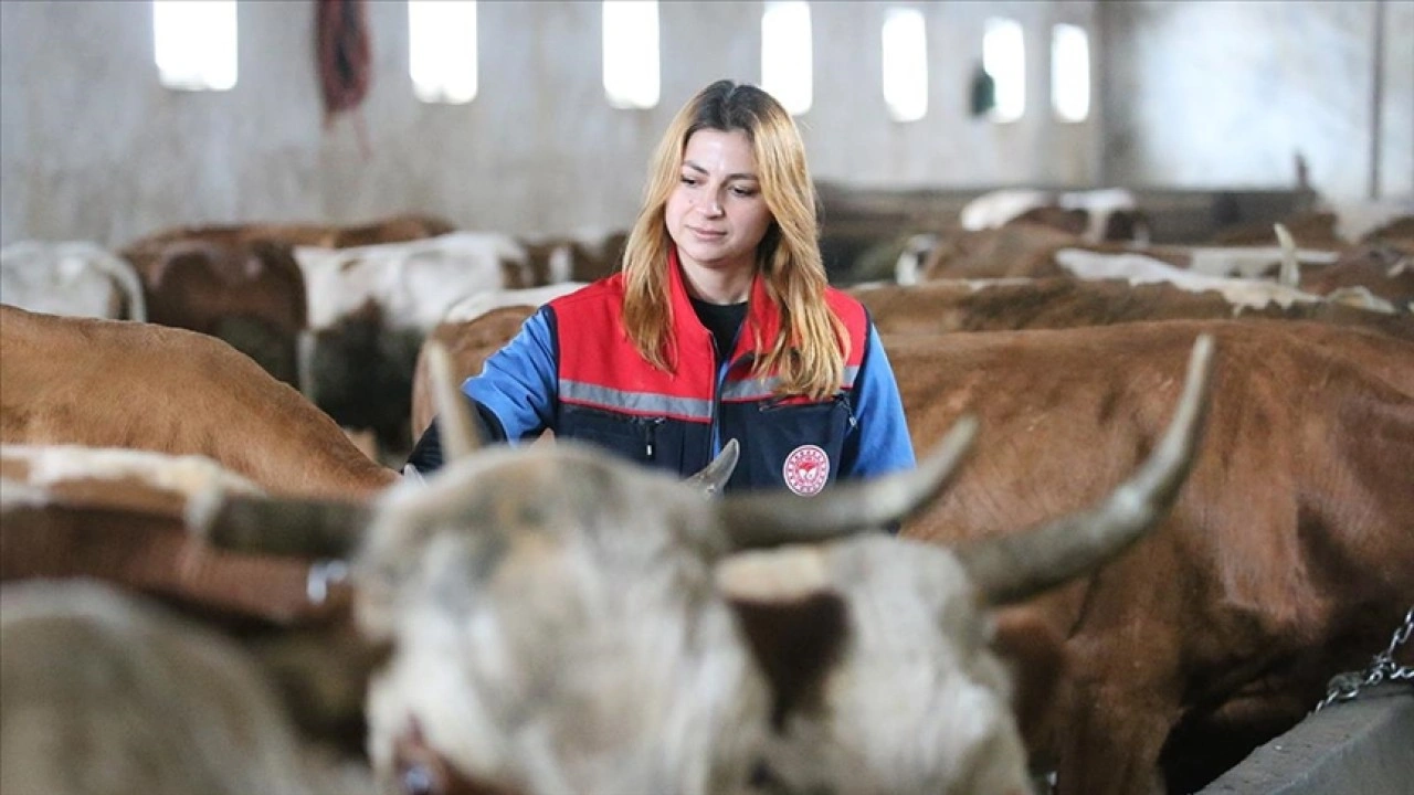 Kars'ta septisemi aşısıyla buzağı kayıplarının &ouml;n&uuml;ne ge&ccedil;ilmesi hedefleniyor