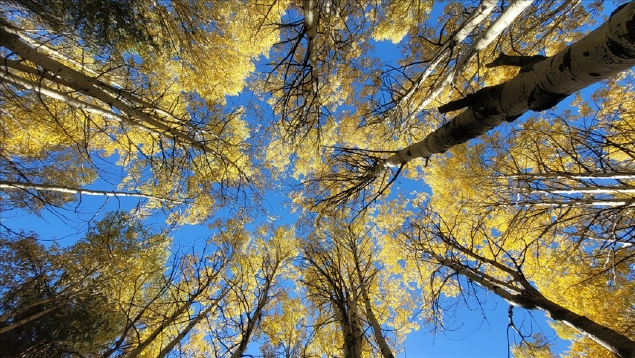 Kars'ta sonbaharın son güzellikleri yaşanıyor