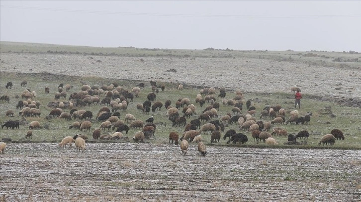 Kars ve Ağrı'da besiciler kar yağışına hazırlıksız yakalandı