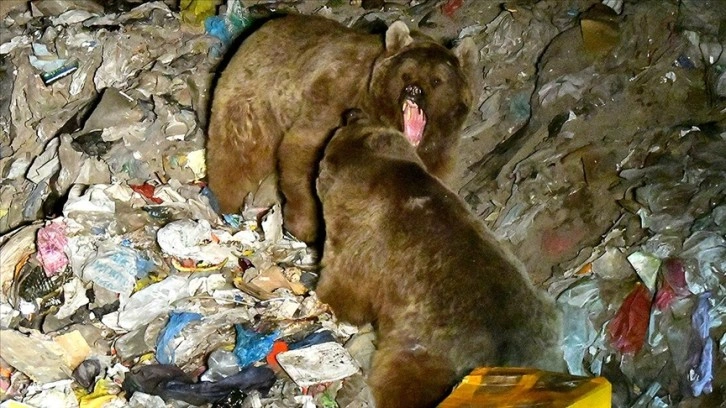 Kars'ta bozayıların çöplükteki kavgası kameraya yansıdı