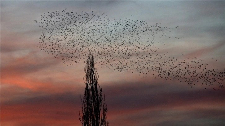 Kars'ta gün batımında 'kuşların dansı' görüntülendi
