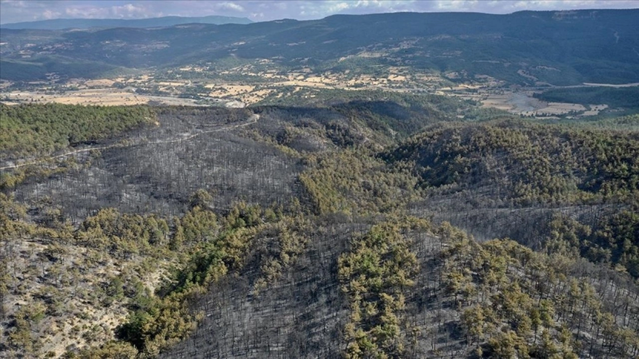 Kastamonu'daki orman yangınlarında 2 bin 736 hektar alan zarar gördü