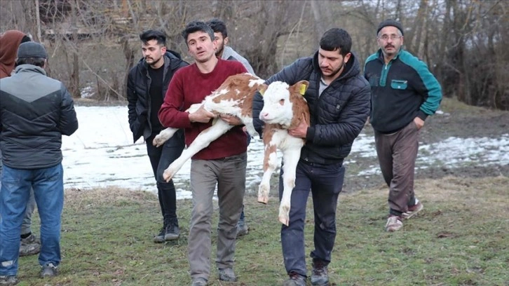 Kastamonu'da 15 evin kül olduğu yangından kurtardığı buzağısını kucağında taşıdı