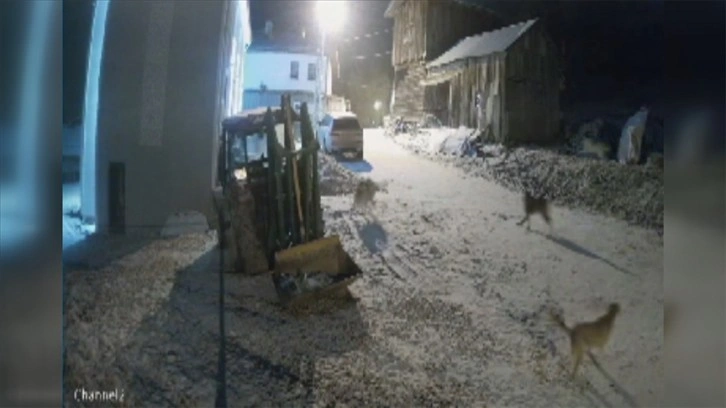 Kastamonu'da köye inen kurtlar güvenlik kamerasınca görüntülendi