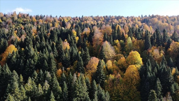 Kastamonu'nun Şenpazar ilçesi sonbahar turizminin adresi olmak istiyor