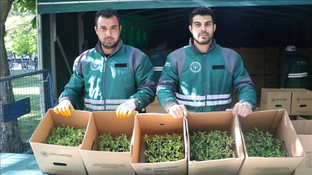 Kayseri'de üreticilere 550 bin organik domates fidesi dağıtıldı