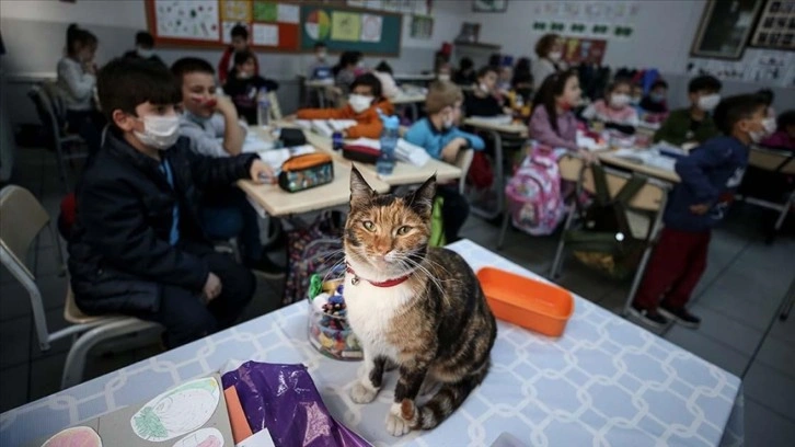 Kedi 'Karamel' soğuktan sığındığı okulun maskotu oldu