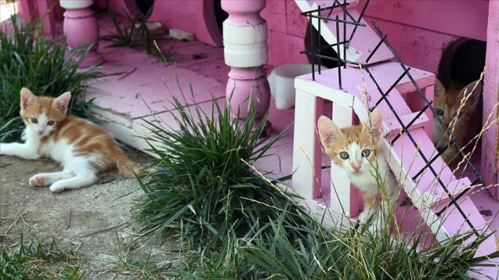 'Kedi Köyü' engelli, hamile ve yavru kedilerin yuvası oldu
