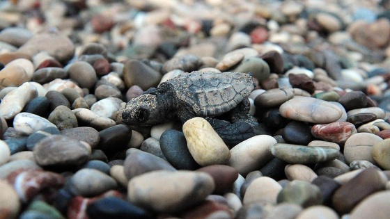 Kemer'de yavru caretta carettalar denizle buluştu