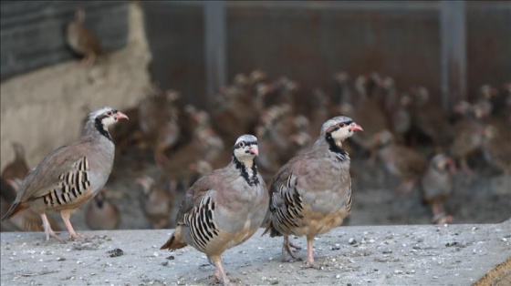 'Kenesavar' keklik ve tavuklar Yozgat'ta üretiliyor