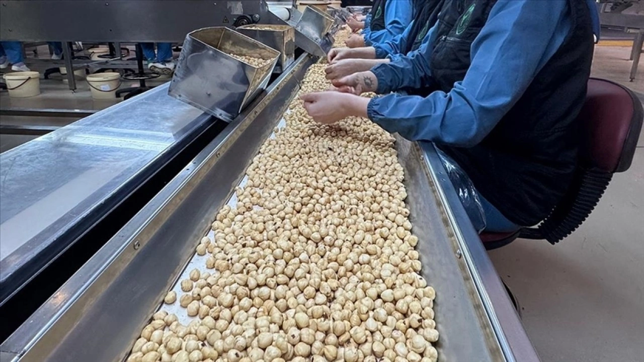 KFMİB Yönetim Kurulu Başkanı Sabır, Türkiye'nin fındık ihracatını değerlendirdi