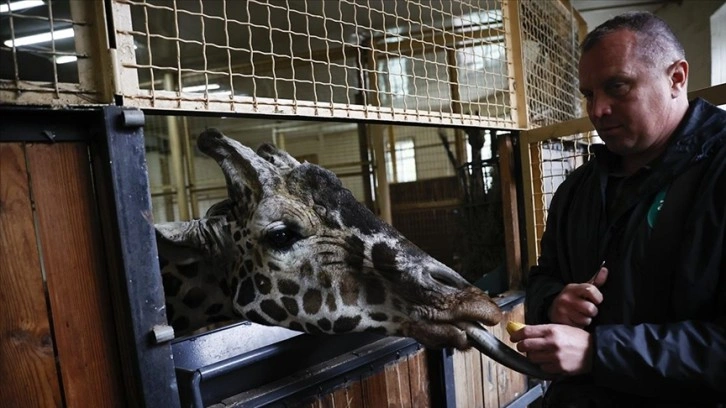 Kiev'deki hayvanat bahçesi ülkenin tehlikeli bölgelerinden hayvanlar için sığınak oldu