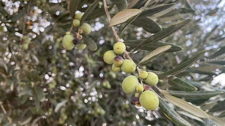 Kilis'in asırlık ağaçlarından elde edilen tescilli zeytinyağına yurt dışından talep