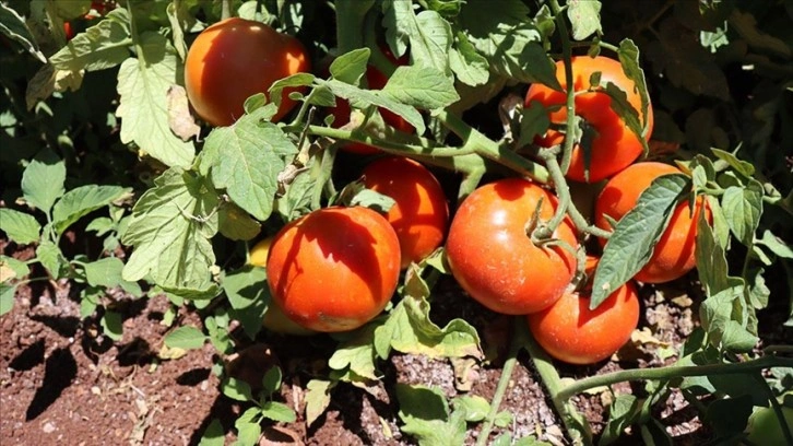 Kilis'te bu sezon domates verimi yüksek