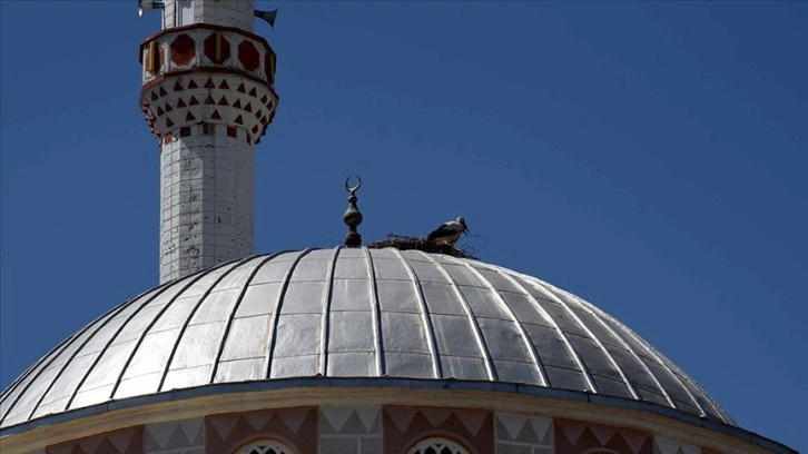 Kırıkkale'de tedavi edilen leylek yavrusu cami kubbesindeki yuvaya bırakıldı