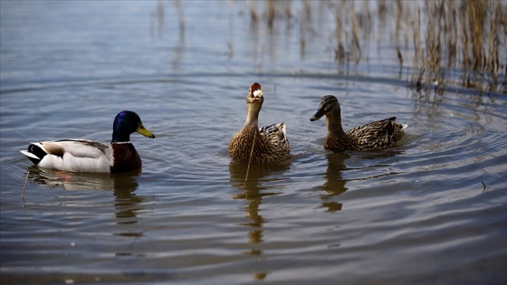 Kırklareli'nde avcılar longoz ormanlarına 900 ördek bıraktı