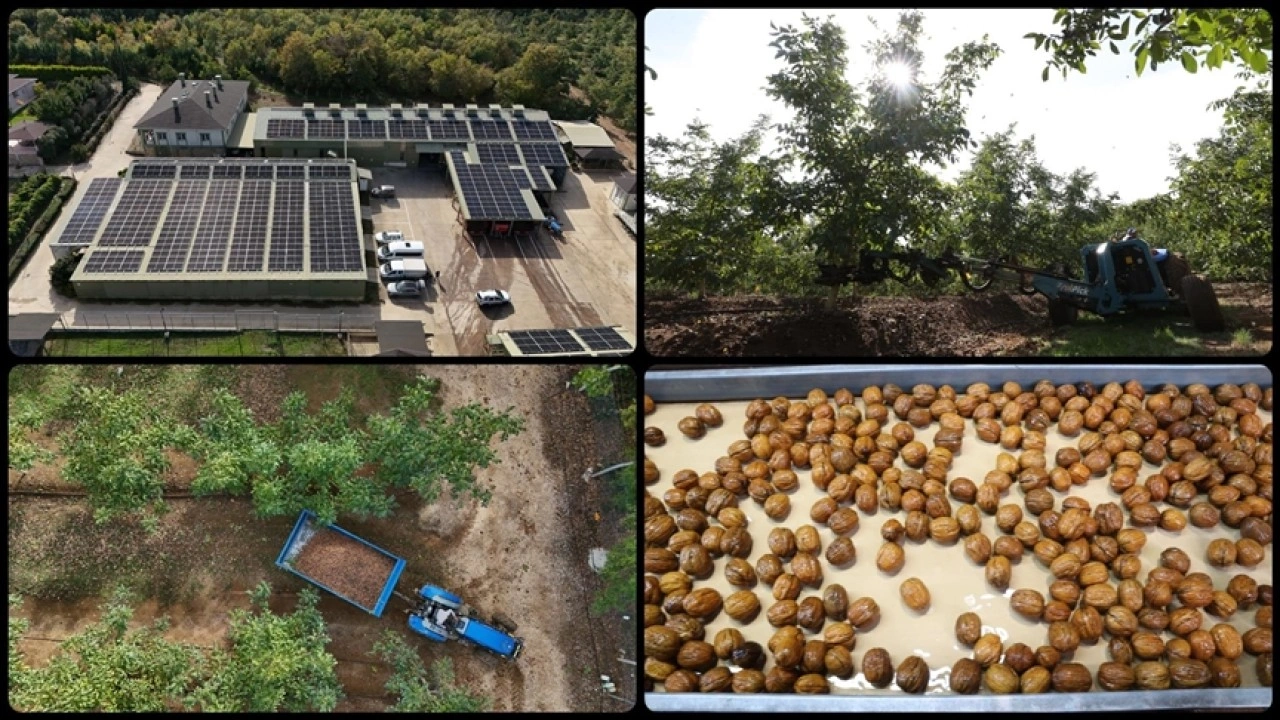 Kırklareli'nde kıraç alanda ceviz üretimine başlayan işletme elektriğini güneşten karşılıyor