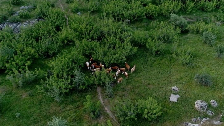 Kırklareli'nde merada kaybolan 38 büyükbaş hayvan dron yardımıyla bulundu