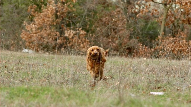 Kırklareli'nde özel eğitimli köpeklerle toplanan trüf mantarından 20 çeşit ürün üretiliyor