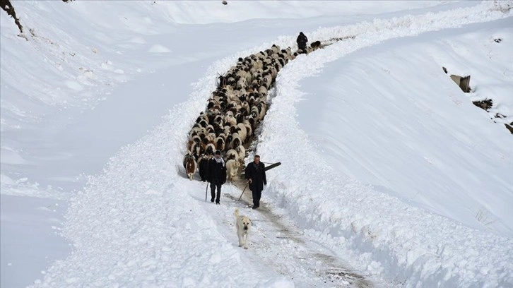 Kışın kar esareti yaşanan köyde, sürülerin kente göçü başladı