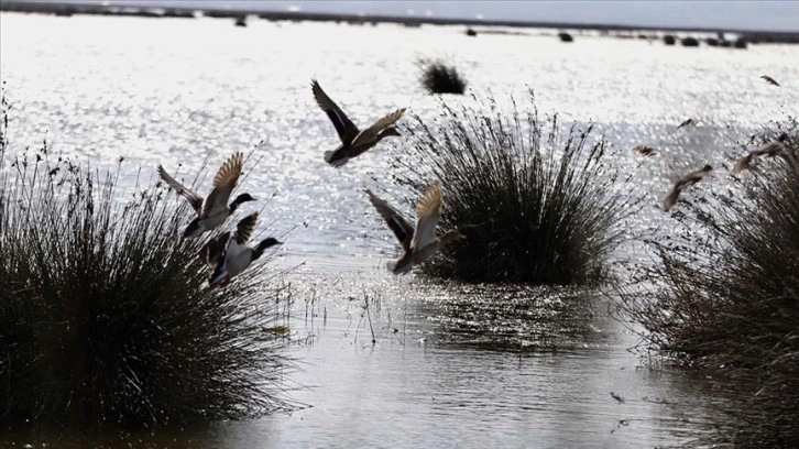 Kızılırmak Deltası bu kış yaklaşık 160 bin su kuşuna yuva oldu