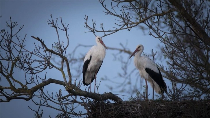Kızılırmak Deltası Kuş Cenneti'ndeki 'Leylek Köyü' hareketlendi