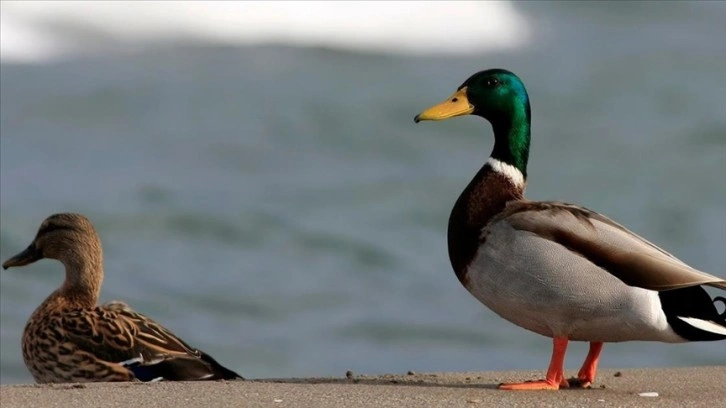 Kızılırmak Deltası Kuş Cenneti'ndeki yeşilbaş ördekler görüntülendi